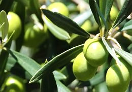 Olive leaves tea - Natural remedies blood pressure