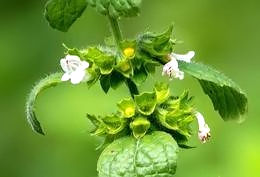 Lemon balm (Melissa Officinalis)