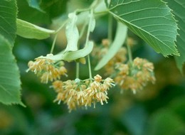 Linden (Tilia Europaea)